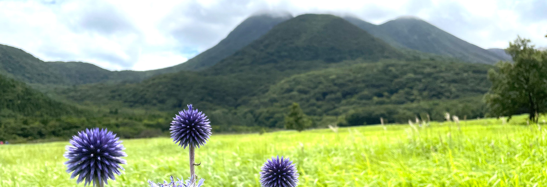 九州の山と花とおじさん